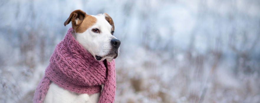 Comment habiller son chien en hiver et pourquoi ?