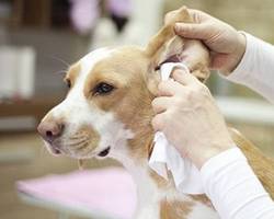 laver les oreilles d'un chien