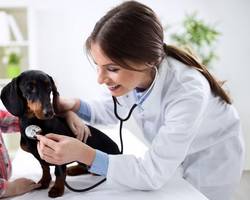 les assurances santé et mutuelles pour chiens et chats